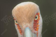 Cegonha Branca 5 <em>(1472)</em>