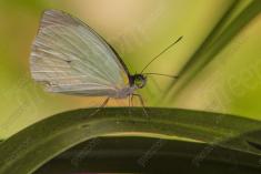 Borboleta 70 <em>(1479)</em>
