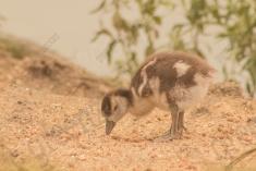 Ganso 1 <em>(1481)</em>