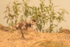 Ganso 2 <em>(1482)</em>