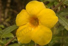 Flor 93 <em>(1487)</em>