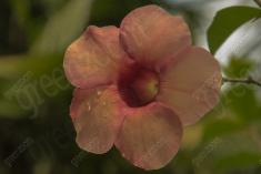 Flor 172 <em>(1488)</em>