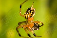 Aranha 24 <em>(1492)</em>