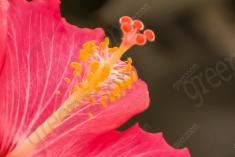 Flor 94 <em>(1493)</em>