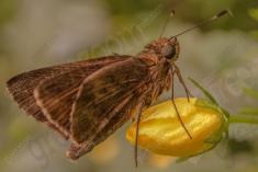 Mariposa 20 <em>(1494)</em>