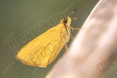 Mariposa 25 <em>(1495)</em>