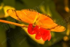 Borboleta 89 <em>(1496)</em>