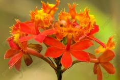 Flor 96 <em>(1497)</em>