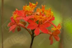 Flor 97 <em>(1498)</em>