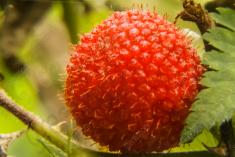 Framboesa 1 <em>(1503)</em>