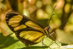 Borboleta 126 <em>(1504)</em>