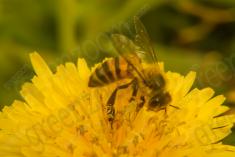 Abelha 20 <em>(1505)</em>