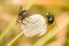 Inseto 88 <em>(1506)</em>