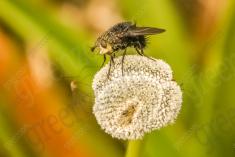 Inseto 89 <em>(1507)</em>