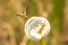 Inseto 90 <em>(1508)</em>