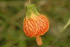 Flor 173 <em>(1511)</em>