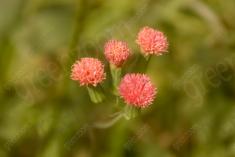 Flor 174 <em>(1512)</em>