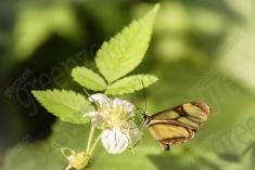 Borboleta 127 <em>(1513)</em>