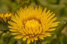 Flor 176 <em>(1517)</em>