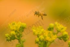 Abelha 23 <em>(1519)</em>