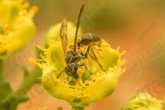 Inseto 83 <em>(1520)</em>