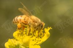 Abelha 24 <em>(1521)</em>