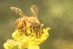 Abelha 25 <em>(1522)</em>