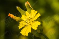 Flor 165 <em>(1525)</em>