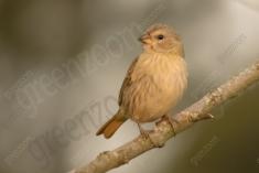 Canario da Terra 8 <em>(1527)</em>