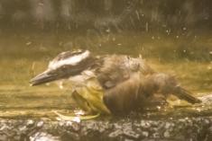 Bem Te Vi 18 <em>(1528)</em>