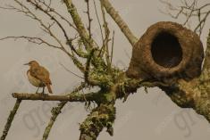 João de Barro 3 <em>(1533)</em>