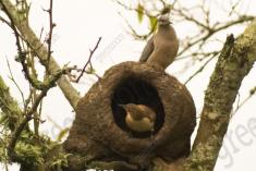 João de Barro 4 <em>(1534)</em>