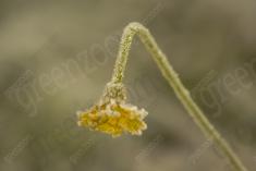 Flor 167 <em>(1539)</em>