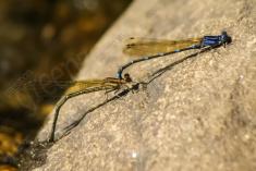 Donzelinha 24 <em>(1541)</em>