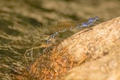 Donzelinha 23 <em>(1545)</em>