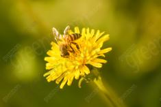 Abelha 32 <em>(1547)</em>