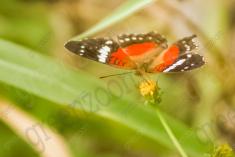 Borboleta 125 <em>(1548)</em>