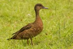 Marreco 2 <em>(1550)</em>