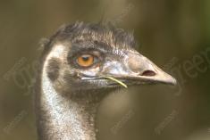 Avestruz 5 <em>(1552)</em>