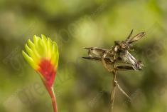 Flor 168 <em>(1554)</em>