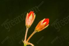 Flor 169 <em>(1555)</em>