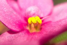 Flor 171 <em>(1556)</em>