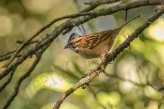 Tico Tico 8 <em>(1559)</em>