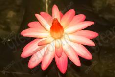 Flor 159 <em>(1560)</em>