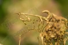 Inseto 72 <em>(1562)</em>