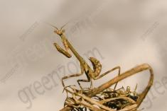 Inseto 73 <em>(1563)</em>