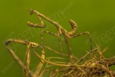 Inseto 74 <em>(1564)</em>