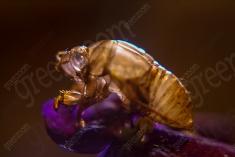 Inseto 77 <em>(1576)</em>