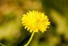 Flor 160 <em>(1577)</em>