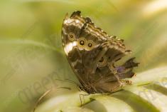 Borboleta 124 <em>(1581)</em>